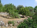Garden (i)